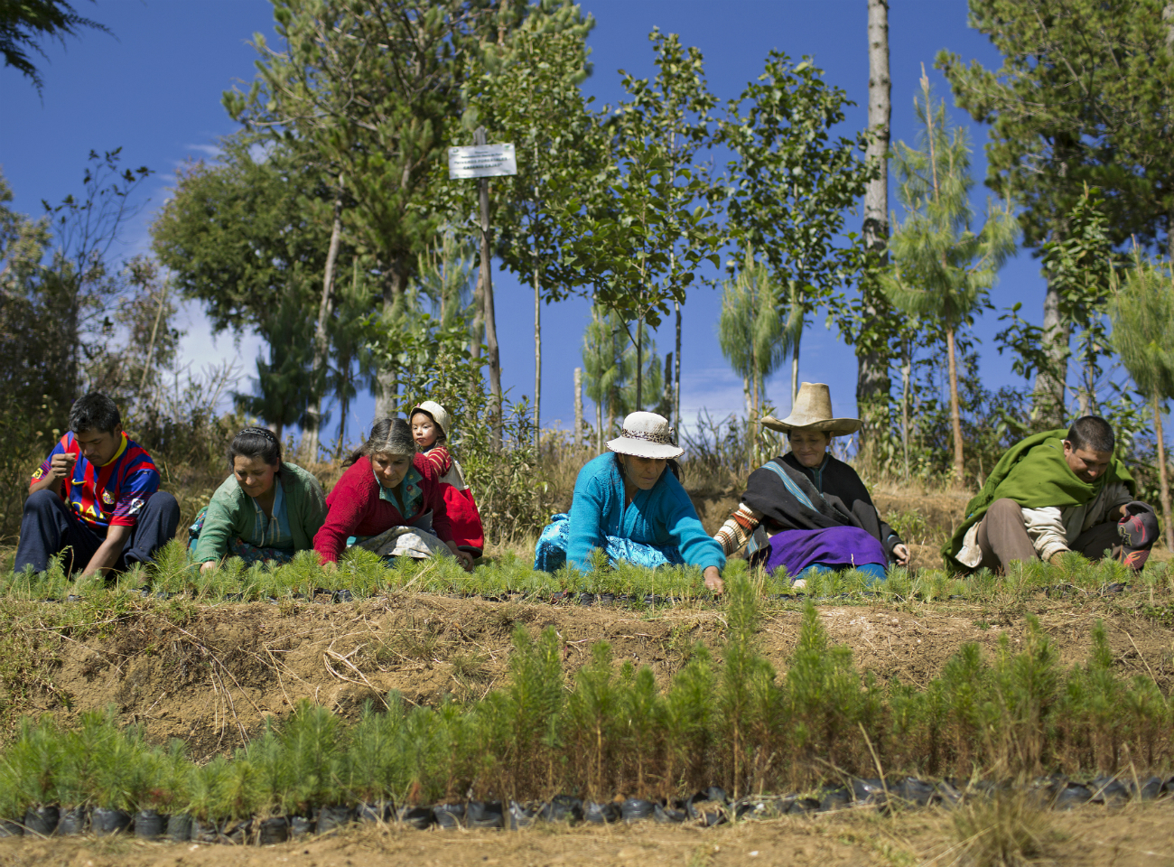 Peruvian Fairtrade farmers tending pine trees in a nursery to combat climate change
