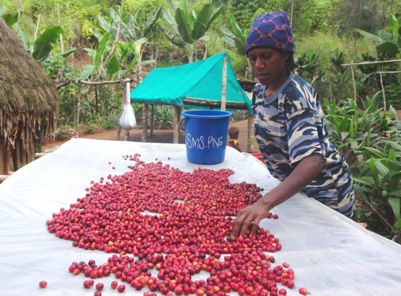Fairtrade farming sorting cherries