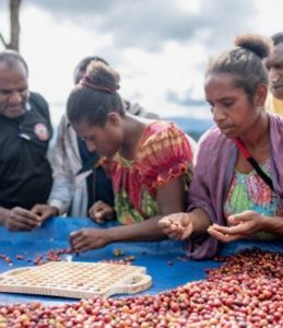 Coffee farmers sorting coffee cherries