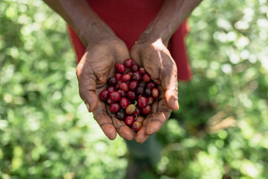Hands holding coffee cherries in PNG