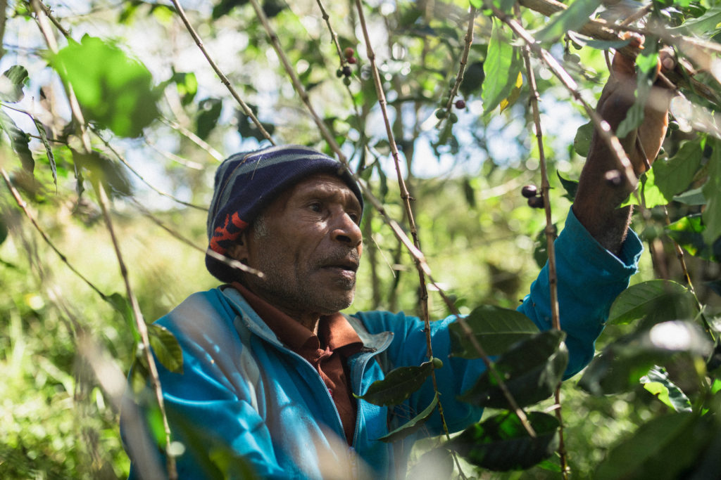 Man picking coffee in PNG