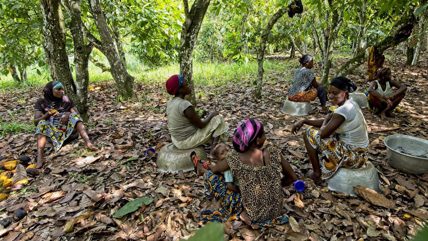 Women help in cocoa plantation