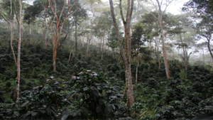 Misty coffee plantation
