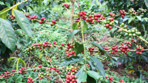 Red berries on coffee plant