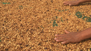 Hand in green coffee beans