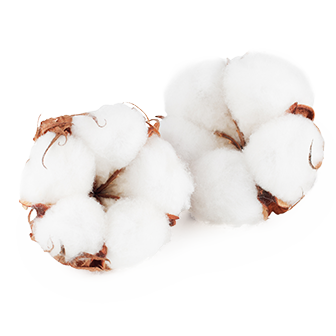 06 Cotton
